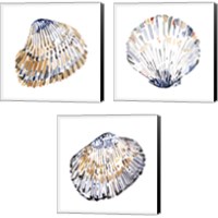 Framed Simple Shells 3 Piece Canvas Print Set