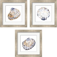 Framed Simple Shells 3 Piece Framed Art Print Set