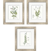 Framed Cottage Herbs 3 Piece Framed Art Print Set