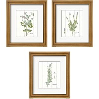 Framed 'Cottage Herbs 3 Piece Framed Art Print Set' border=