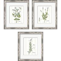 Framed 'Cottage Herbs 3 Piece Framed Art Print Set' border=