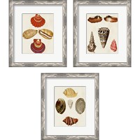 Framed 'Knorr Shells 3 Piece Framed Art Print Set' border=