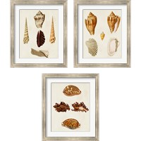 Framed 'Knorr Shells 3 Piece Framed Art Print Set' border=