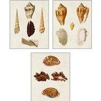 Framed 'Knorr Shells 3 Piece Art Print Set' border=