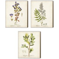 Framed Antique Herb Botanical 3 Piece Canvas Print Set