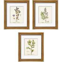 Framed Antique Herb Botanical 3 Piece Framed Art Print Set