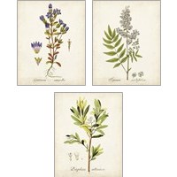 Framed 'Antique Herb Botanical 3 Piece Art Print Set' border=