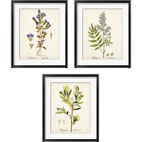 Framed Antique Herb Botanical 3 Piece Framed Art Print Set