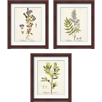 Framed 'Antique Herb Botanical 3 Piece Framed Art Print Set' border=