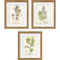 Framed Antique Herb Botanical 3 Piece Framed Art Print Set