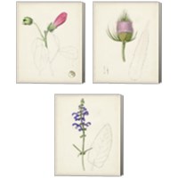 Framed 'Watercolor Botanical Sketches 3 Piece Canvas Print Set' border=