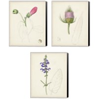 Framed Watercolor Botanical Sketches 3 Piece Canvas Print Set