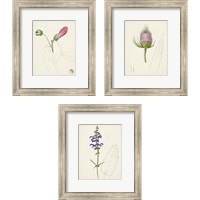 Framed Watercolor Botanical Sketches 3 Piece Framed Art Print Set