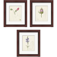 Framed Watercolor Botanical Sketches 3 Piece Framed Art Print Set