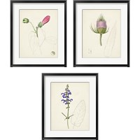 Framed 'Watercolor Botanical Sketches 3 Piece Framed Art Print Set' border=
