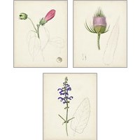 Framed 'Watercolor Botanical Sketches 3 Piece Art Print Set' border=