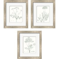 Framed 'Botanical Study in Sage 3 Piece Framed Art Print Set' border=