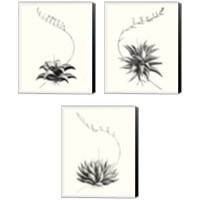 Framed 'Graphic Succulents 3 Piece Canvas Print Set' border=