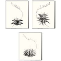 Framed 'Graphic Succulents 3 Piece Canvas Print Set' border=
