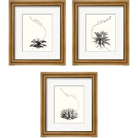 Framed 'Graphic Succulents 3 Piece Framed Art Print Set' border=