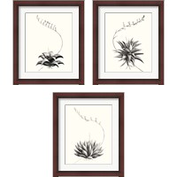 Framed 'Graphic Succulents 3 Piece Framed Art Print Set' border=