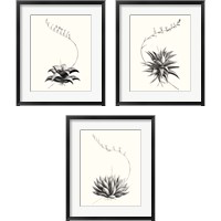 Framed Graphic Succulents 3 Piece Framed Art Print Set