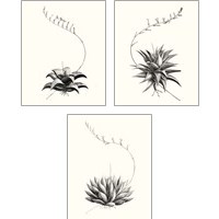 Framed 'Graphic Succulents 3 Piece Art Print Set' border=