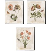 Framed Antiquarian Blooms 3 Piece Canvas Print Set