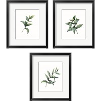 Framed Eucalyptus  3 Piece Framed Art Print Set