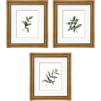 Framed Eucalyptus  3 Piece Framed Art Print Set