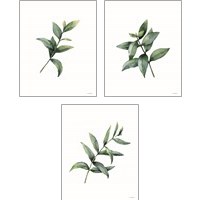 Framed Eucalyptus  3 Piece Art Print Set