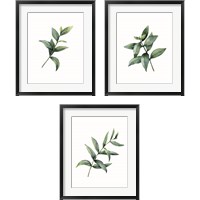 Framed 'Eucalyptus  3 Piece Framed Art Print Set' border=