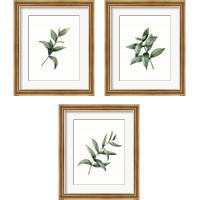 Framed 'Eucalyptus  3 Piece Framed Art Print Set' border=