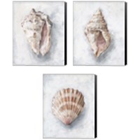 Framed White Shell Study 3 Piece Canvas Print Set