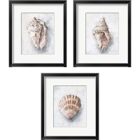 Framed White Shell Study 3 Piece Framed Art Print Set