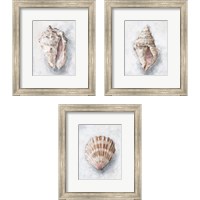 Framed 'White Shell Study 3 Piece Framed Art Print Set' border=