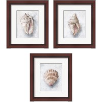 Framed 'White Shell Study 3 Piece Framed Art Print Set' border=