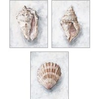 Framed 'White Shell Study 3 Piece Art Print Set' border=