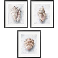 Framed 'White Shell Study 3 Piece Framed Art Print Set' border=