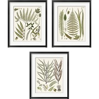 Framed Fanciful Ferns 3 Piece Framed Art Print Set