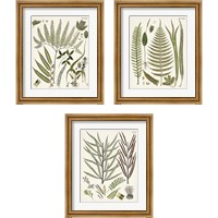 Framed 'Fanciful Ferns 3 Piece Framed Art Print Set' border=