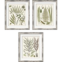 Framed 'Fanciful Ferns 3 Piece Framed Art Print Set' border=