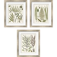 Framed Fanciful Ferns 3 Piece Framed Art Print Set