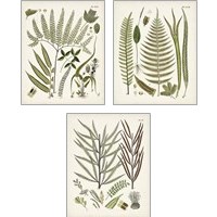 Framed 'Fanciful Ferns 3 Piece Art Print Set' border=