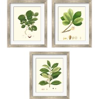 Framed 'Spring Green Foliage 3 Piece Framed Art Print Set' border=