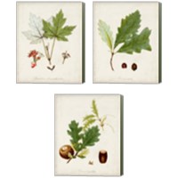 Framed 'Antique Tree Study 3 Piece Canvas Print Set' border=