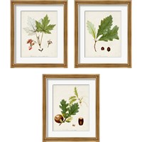 Framed Antique Tree Study 3 Piece Framed Art Print Set