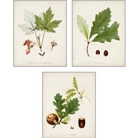 Framed Antique Tree Study 3 Piece Art Print Set