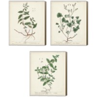Framed 'Antique Herbs 3 Piece Canvas Print Set' border=