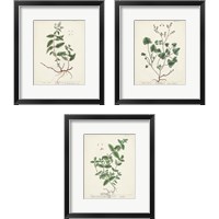 Framed Antique Herbs 3 Piece Framed Art Print Set